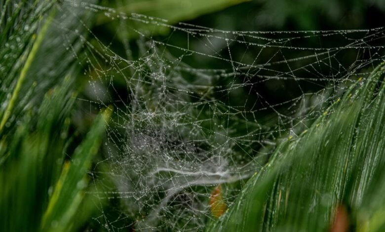 web architecture for growth